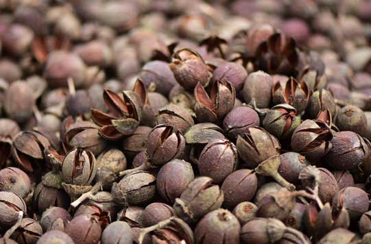 Forest Seeds from KFRI