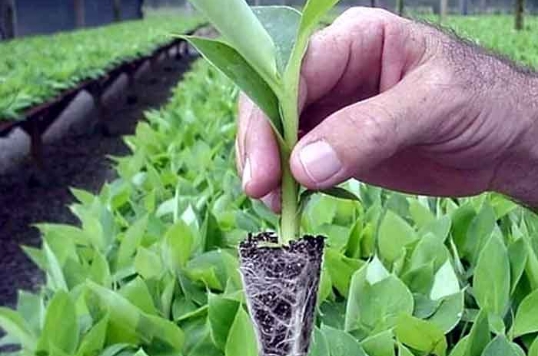 Tissue Culture Plantlets from KFRI